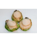 1-2青邊鮑魚 Abalone (Green Lip) 1-2 pcs/lb